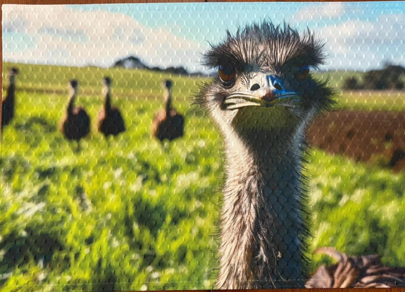 Ostrich with Attitude Dining Placemat Machine Washable Unique Dining Room Decor.