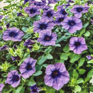 Purple Petunias Placemat - Seasonal Decor - Machine Washable Tumble Dry Dining Table Placemat